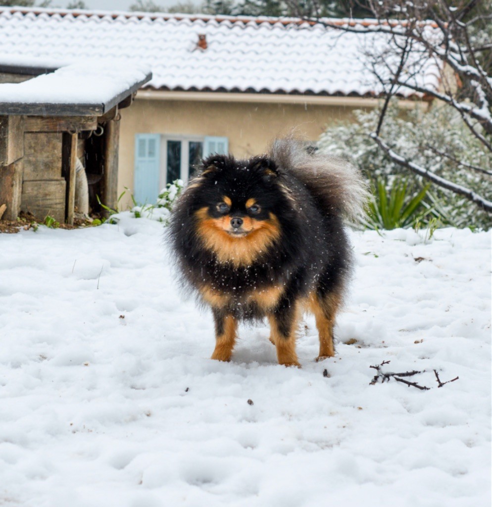 Chien - Pétillante yuzu Du Baiser Volé