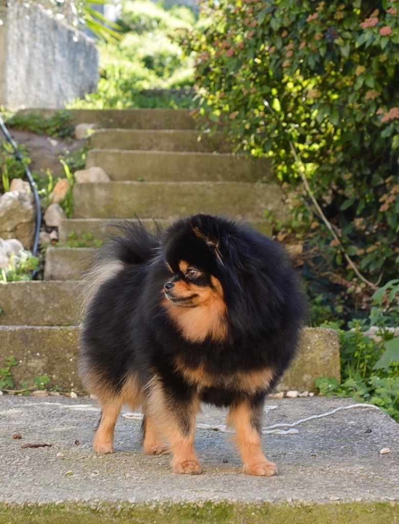 Chien - Pétillante yuzu Du Baiser Volé