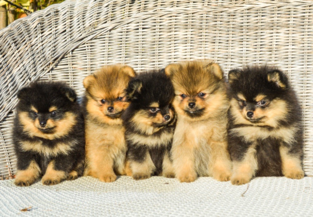 chiot Spitz allemand Du Baiser Volé